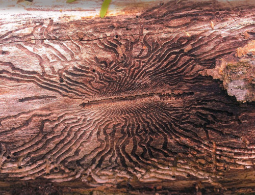 Pine Bark Beetle Killing Bear Valley Trees